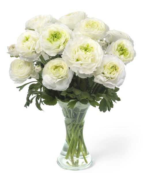 White flower Ranunculus Romance™ Montenvers®