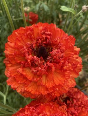 Ranunculus Poodle Mudassar®