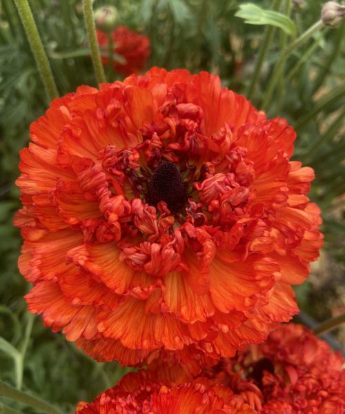 Ranunculus Poodle Mudassar®