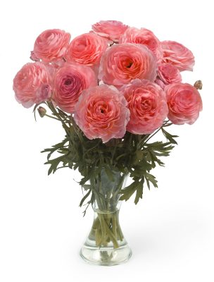 Pink Ranunculus Romance™ Nohant®