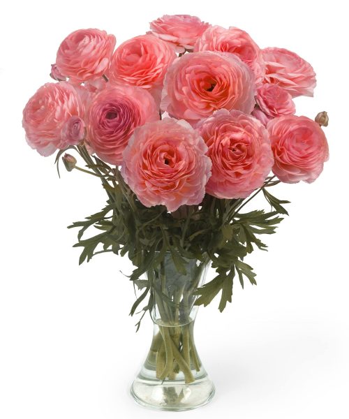 Pink Ranunculus Romance™ Nohant®