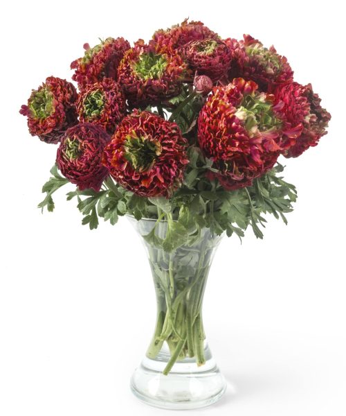 Red flower Ranunculus Romance™ Odon®