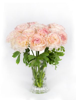Cream pink flower Ranunculus Romance™ Orleans®