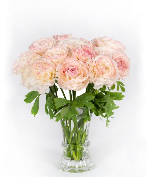 Cream pink flower Ranunculus Romance™ Orleans®