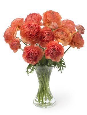 Ranunculus Romance™ Paradou®