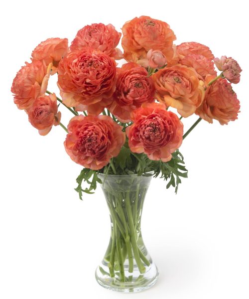 Ranunculus Romance™ Paradou®