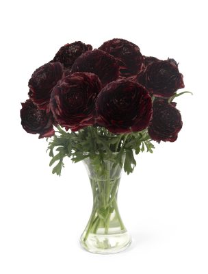 Ranunculus Romance™ Perigord®