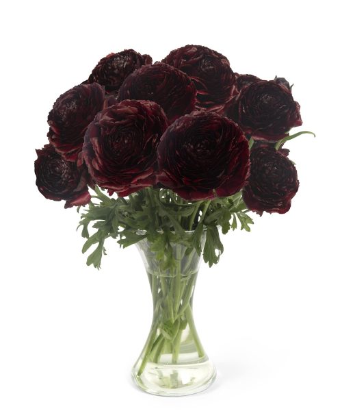 Ranunculus Romance™ Perigord®