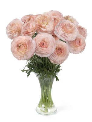 Ranunculus Romance™ Plage®