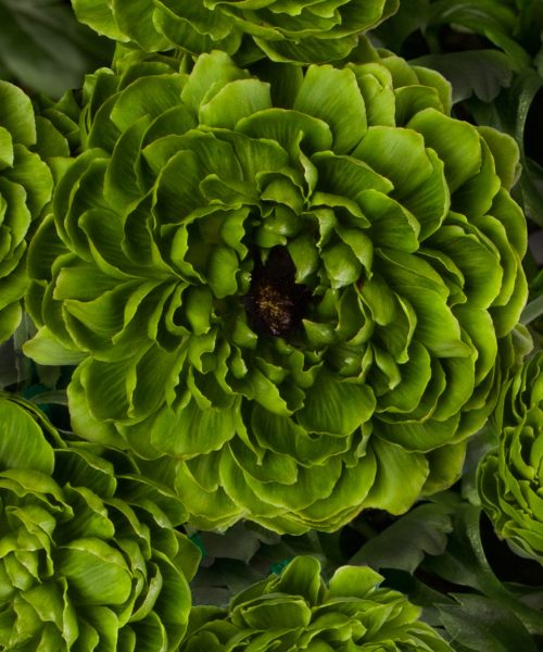 Ranunculus Romance™ Pomerol®