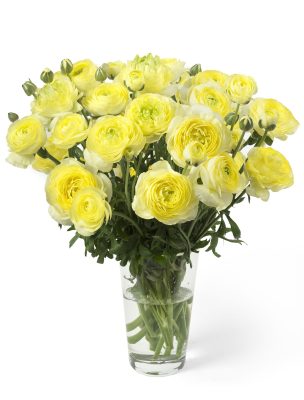 Ranunculus Romance Quimper 01