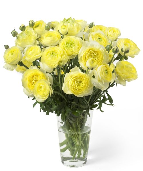 Ranunculus Romance Quimper 01
