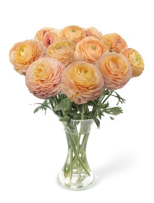 Ranunculus Romance™ Salerno®