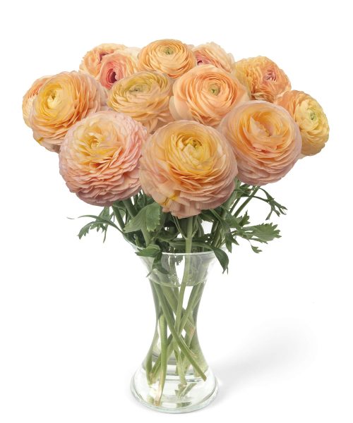 Ranunculus Romance™ Salerno®