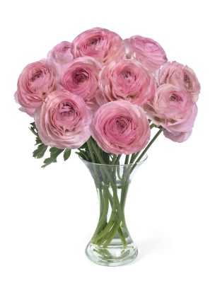 Ranunculus Romance™ Seine®