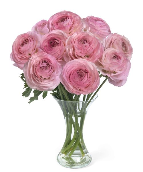 Ranunculus Romance™ Seine®