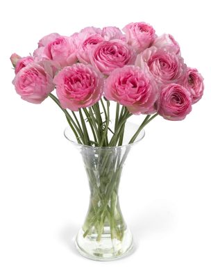 Ranunculus Romance™ Vallière®