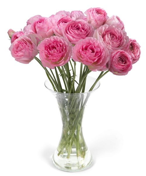 Ranunculus Romance™ Vallière®