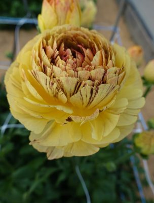 Ranunculus Brushmark Verona®