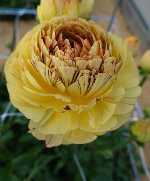Ranunculus Brushmark Verona®