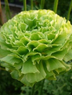 Green Ranunculus flowers
