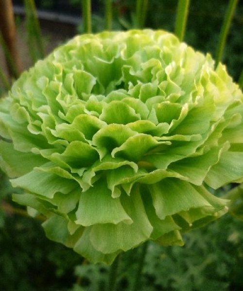 Green Ranunculus flowers