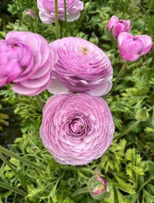 Ranunculus Romance™ Gascogne® purple flower