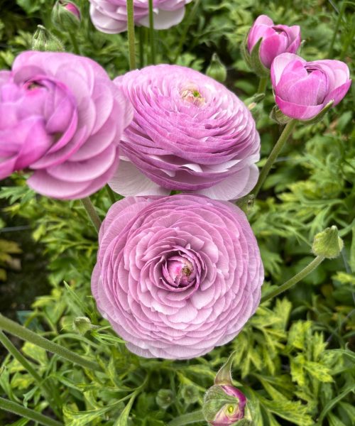 Ranunculus Romance™ Gascogne® purple flower