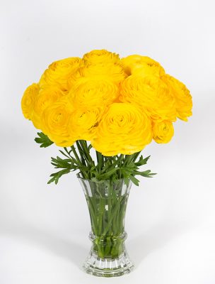 Yellow flower Ranunculus Romance™ Kitila®