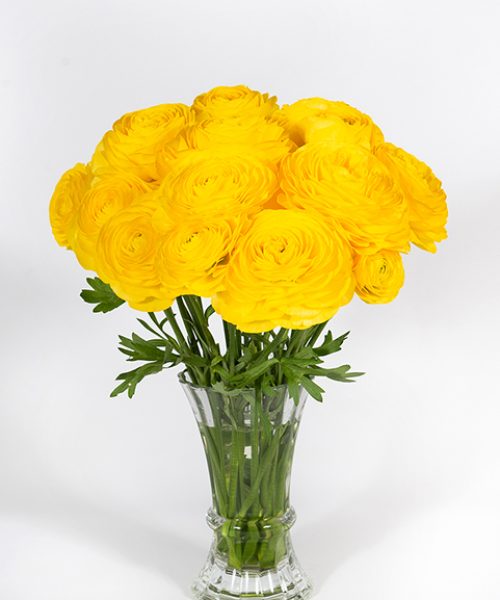 Yellow flower Ranunculus Romance™ Kitila®
