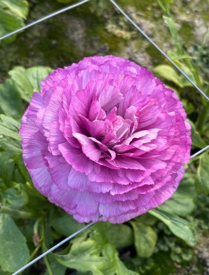 Purple flower Ranunculus Romance™ Loubers®