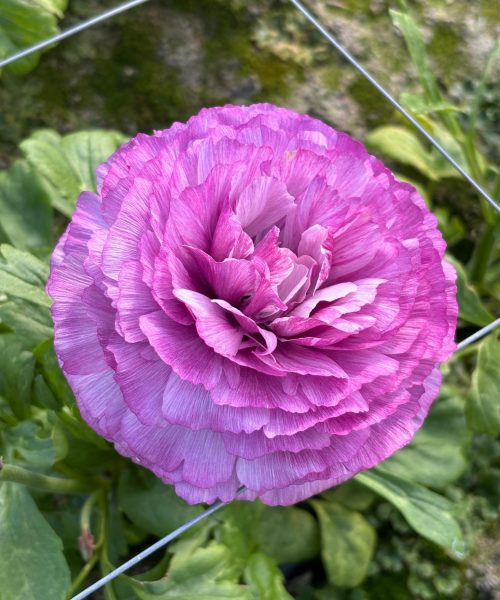 Purple flower Ranunculus Romance™ Loubers®