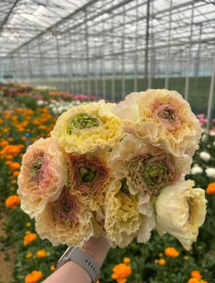 Cream flower Ranunculus Romance™ Morvan®