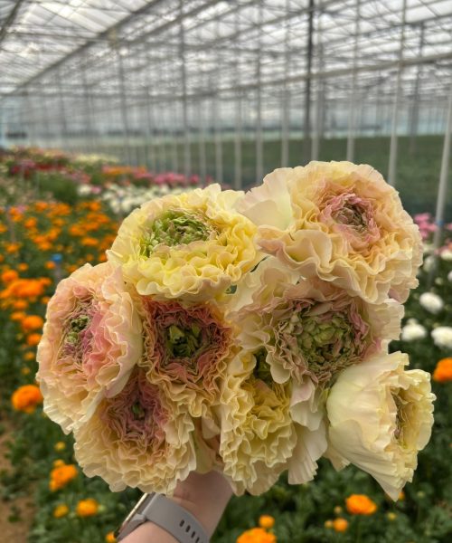 Cream flower Ranunculus Romance™ Morvan®