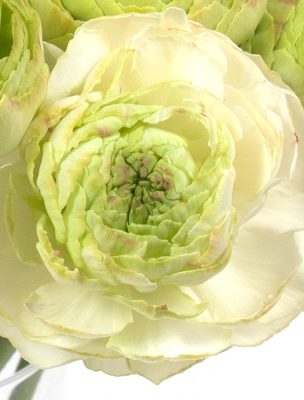 Ranunculus Supreme Light Green®