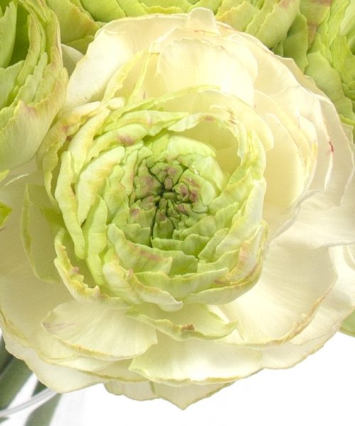 Ranunculus Supreme Light Green®