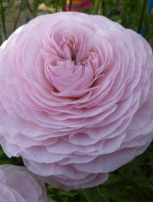 Supreme Light Pink®