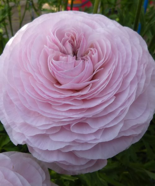 Supreme Light Pink®