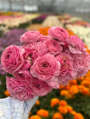 Ranunculus Supreme Pink®