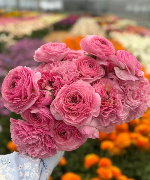 Ranunculus Supreme Pink®