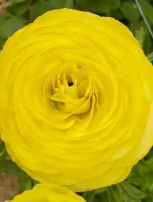 Ranunculus Supreme Yellow®