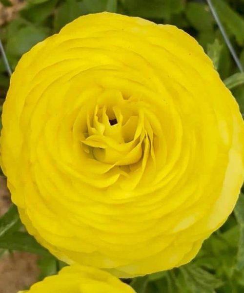 Ranunculus Supreme Yellow®