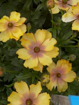 Ranunculus Butterfly™ Uranus®