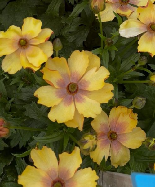 Ranunculus Butterfly™ Uranus®