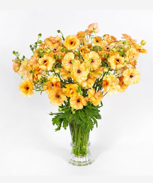 Vase with orange Ranunculus